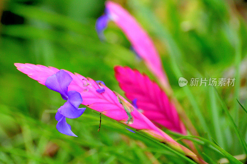Tillandsia cyanea花